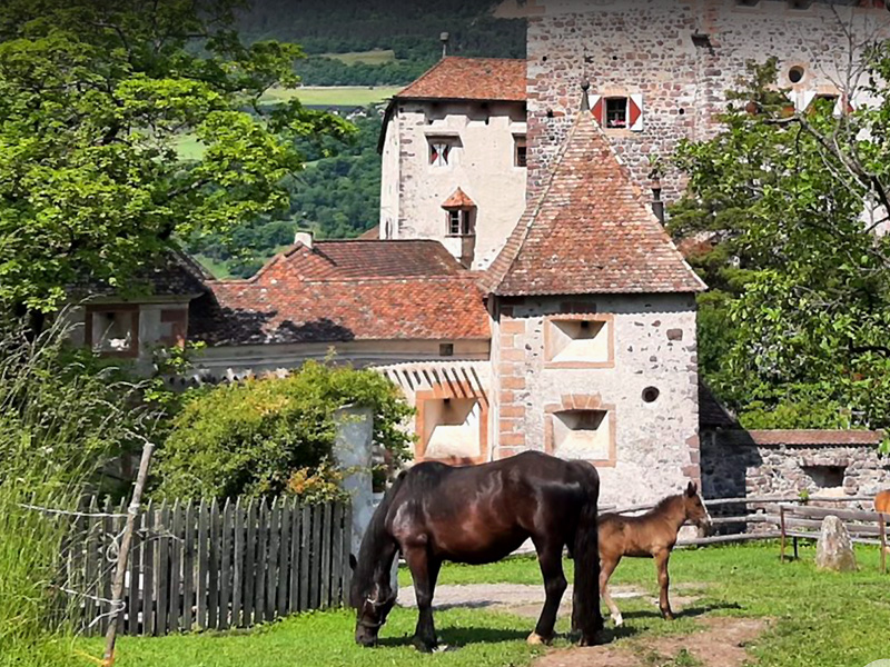 Cavalli al castello