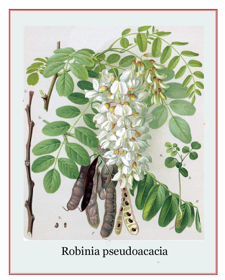 Robinia