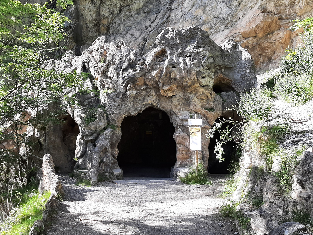 pliniana