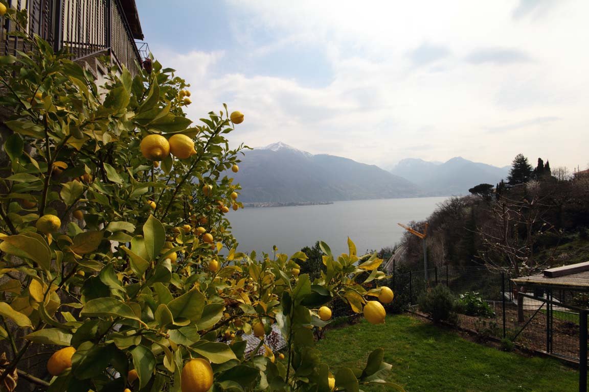 limoni